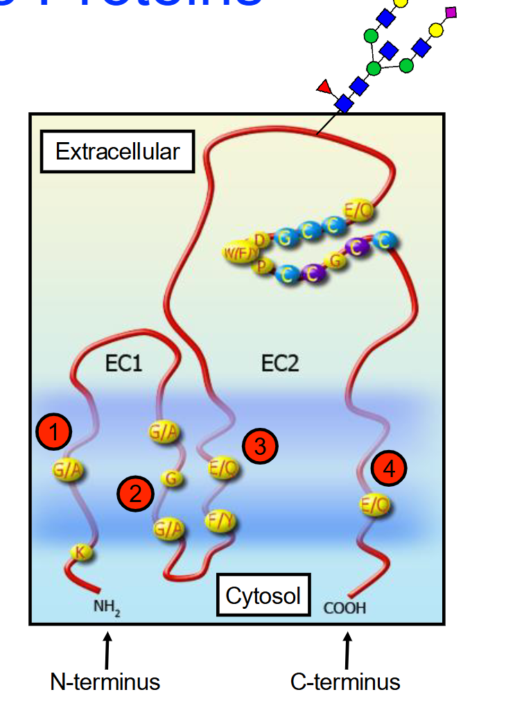 <ul><li><p>A family of membrane proteins found in multicellular eukaryotes characterized by having <strong>four transmembrane alpha-helices</strong> and two extracellular domains (EC1 (short) and EC2 (longer) ). </p></li><li><p><span>Some tetraspanins can be glycosylated (attachment of a carbohydrate molecule) on the long extracellular loop</span></p></li><li><p><strong>Function:</strong> These aren't just anchors; they act as "scaffolds" that help cells stick together (adhesion), move around (motility), and signal each other to grow (proliferation).</p></li></ul><p></p>