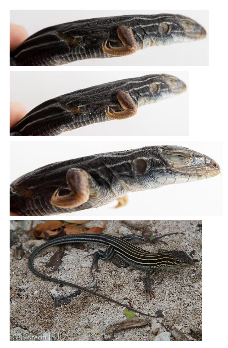 <p>Six-lined Racerunner family & family name</p>