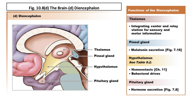 <p>What is the role of the thalamus?</p>