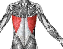 <p>P: spinous processes of lower thoracic and all lumbar vertebrae, sacrum, iliac crest and lower ribs</p><p>D: intertubercular sulcus of humerus</p><p>I: Thoracodorsal (C6, C7 C8)</p><p>A: extends, adducts and medially rotates humerus</p>