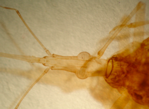 <p>What organism is this?</p>