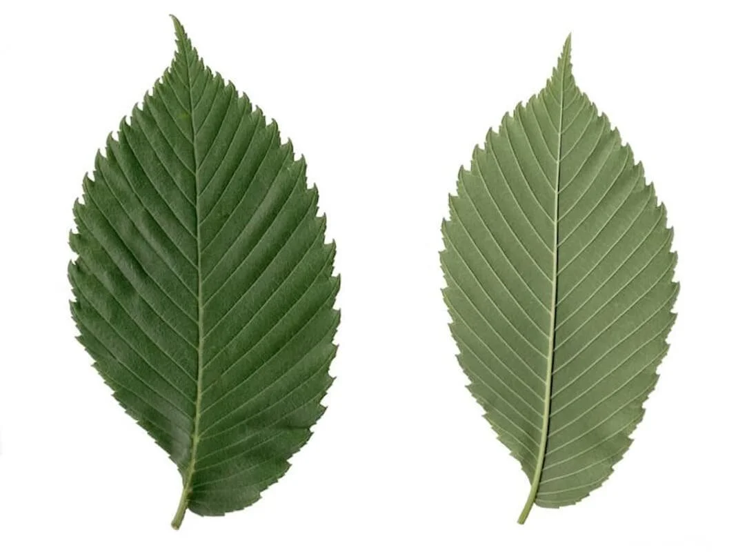 <p>leaves are simple, alternate, and egg-shaped</p><p>top of leaf is rough and sandpapery, bottom is lighter and fuzzy</p>