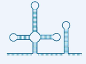 <p>functions in various nuclear processes</p>