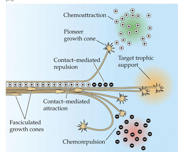<p>What are topographic maps in neurology</p>
