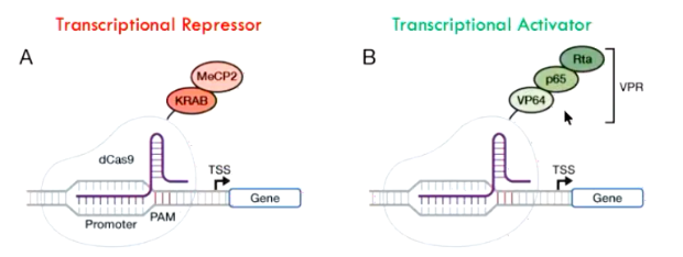 <p>Disabled Cas9</p>