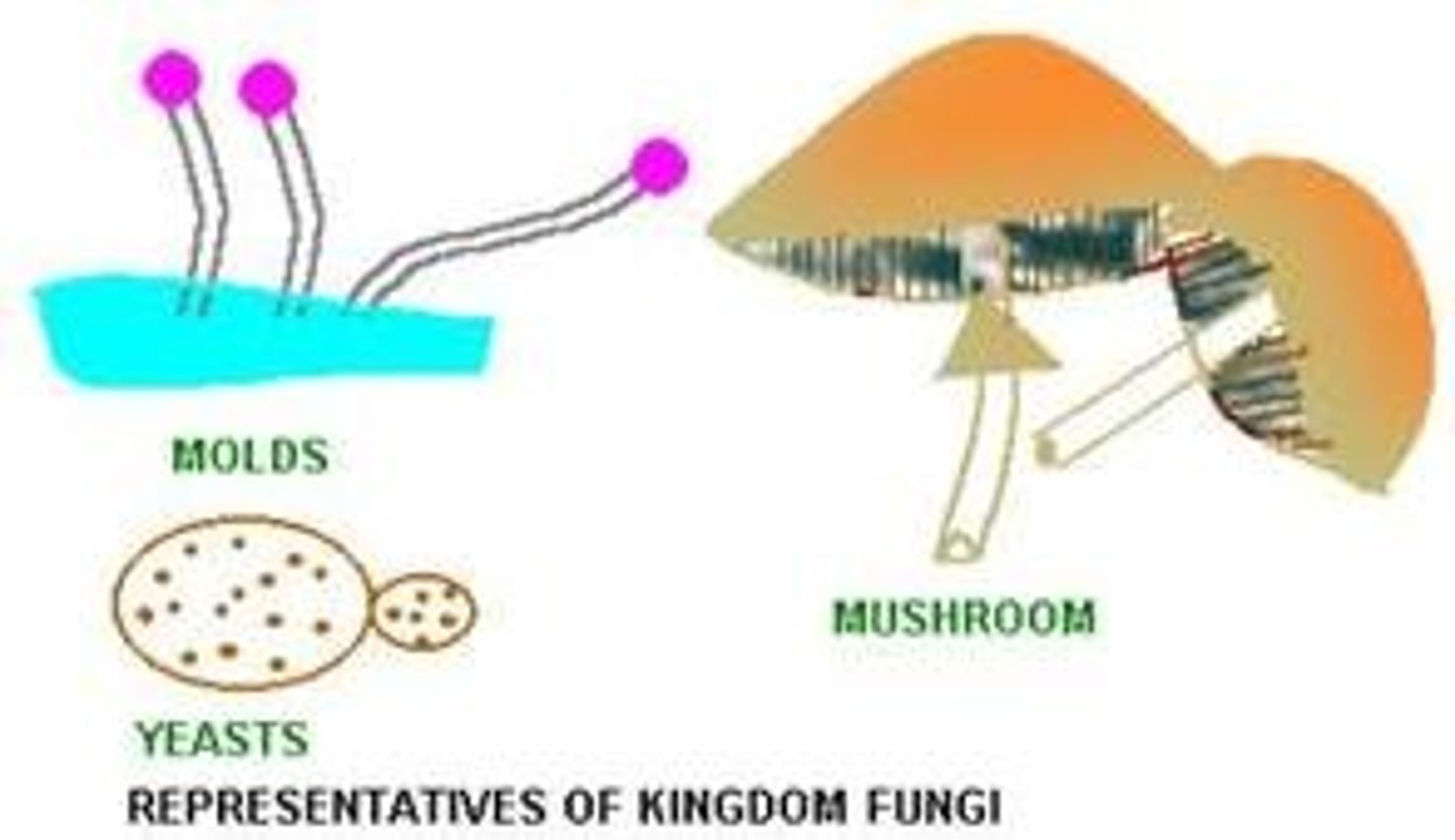 <p>Kingdom composed of heterotrophs; many obtain energy and nutrients from dead organic matter</p>