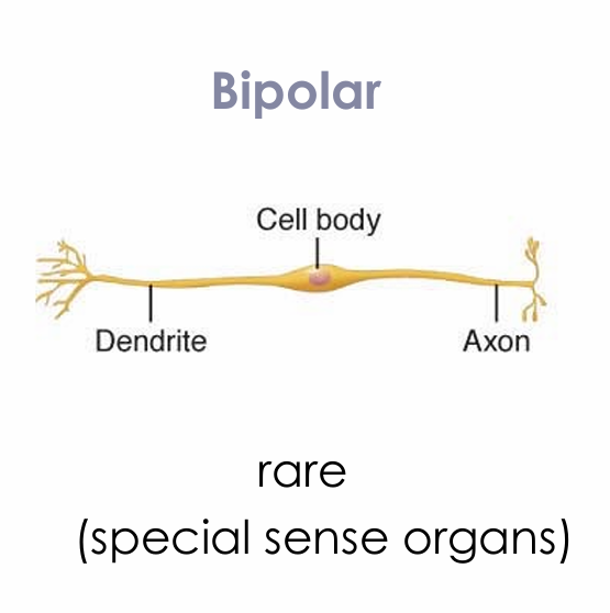 <ul><li><p>Rare</p></li><li><p>Special sense organs</p></li></ul><p></p>