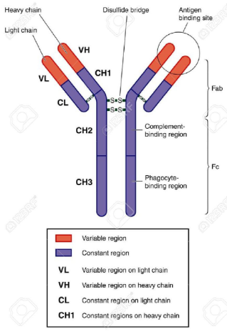 <ul><li><p>variable region: antigen binding</p></li><li><p>constant region: effector function</p></li></ul><p></p>