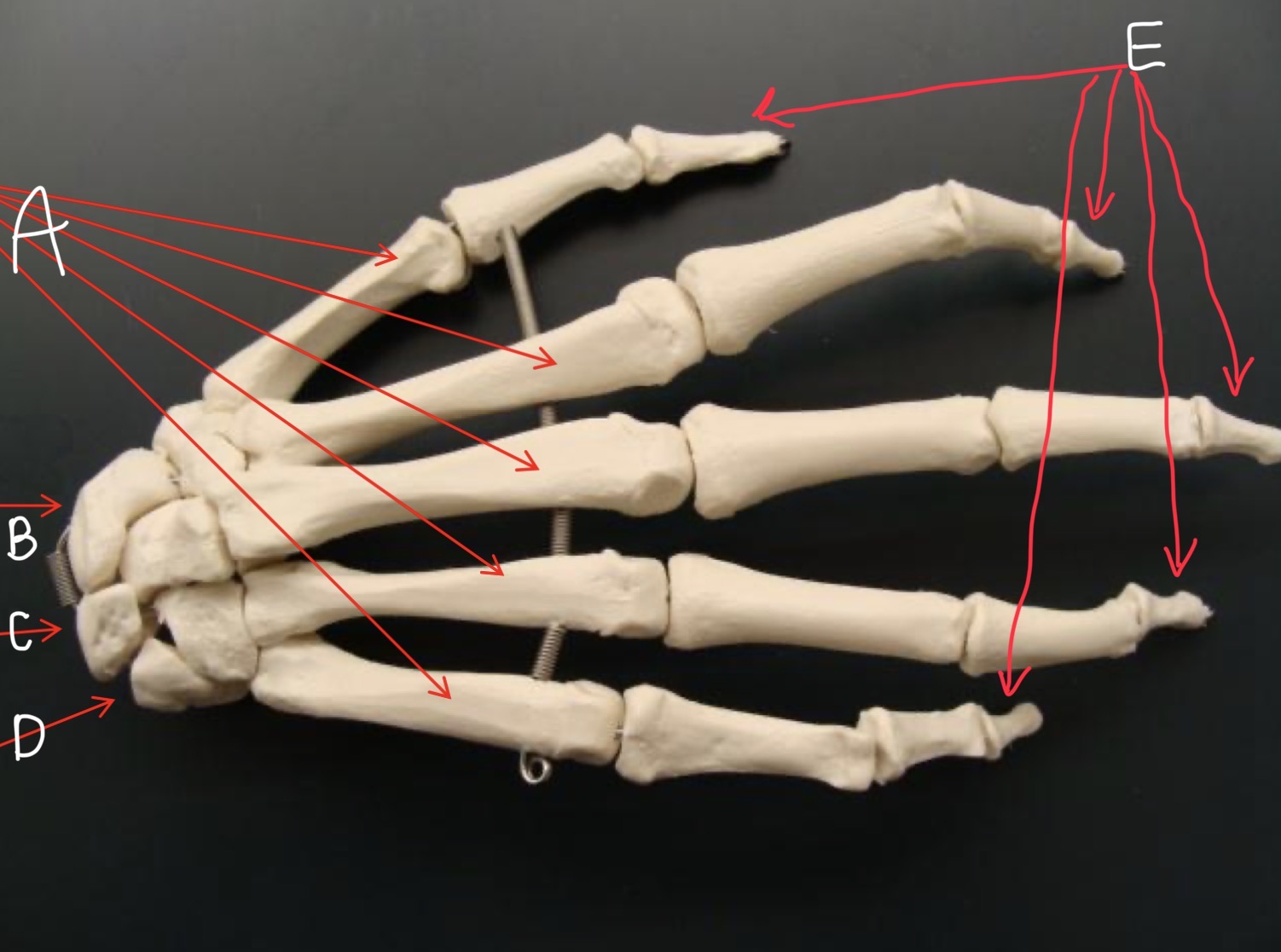 <p>What bones are these? ( Name left or right, the anatomical view, and A-E)</p>