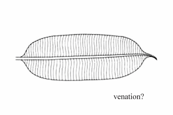<p>Venation where secondary veins are parallel to each other and branch off from a single midrib.</p>