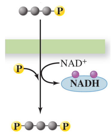 <p>Redox reaction </p>