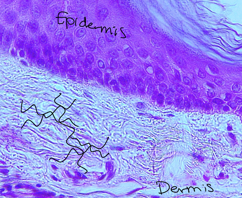 <p>Dense irregular. Non parallel collagen fibers with a few elastic fibers. Can resist stress or tension from multiple directions, hence their woven structure. Found in the dermis of the skin and joint capsules. </p>