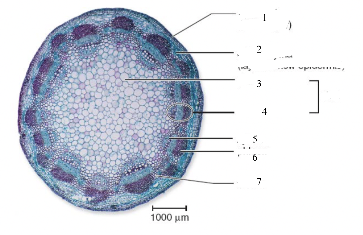 <p>5</p>