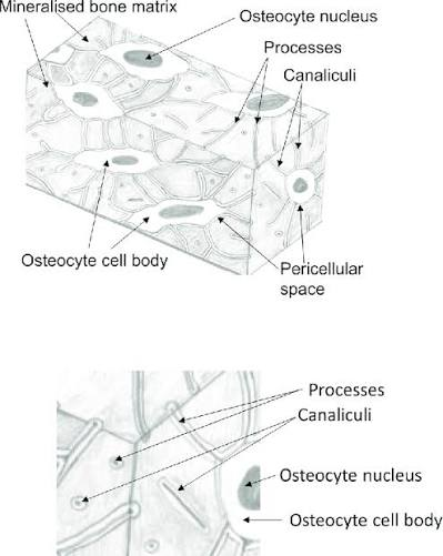 <p>Channels in calcified matrix through which filopodia pass</p>