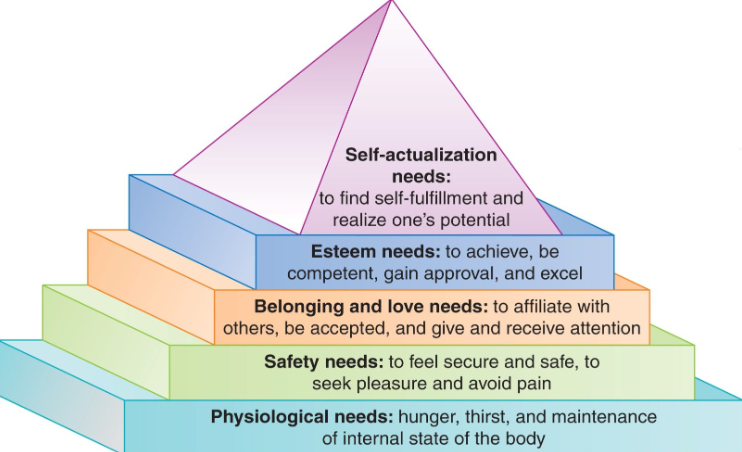<ul><li><p>Developed theory of motivation, hierarchy of needs</p></li></ul><p></p>