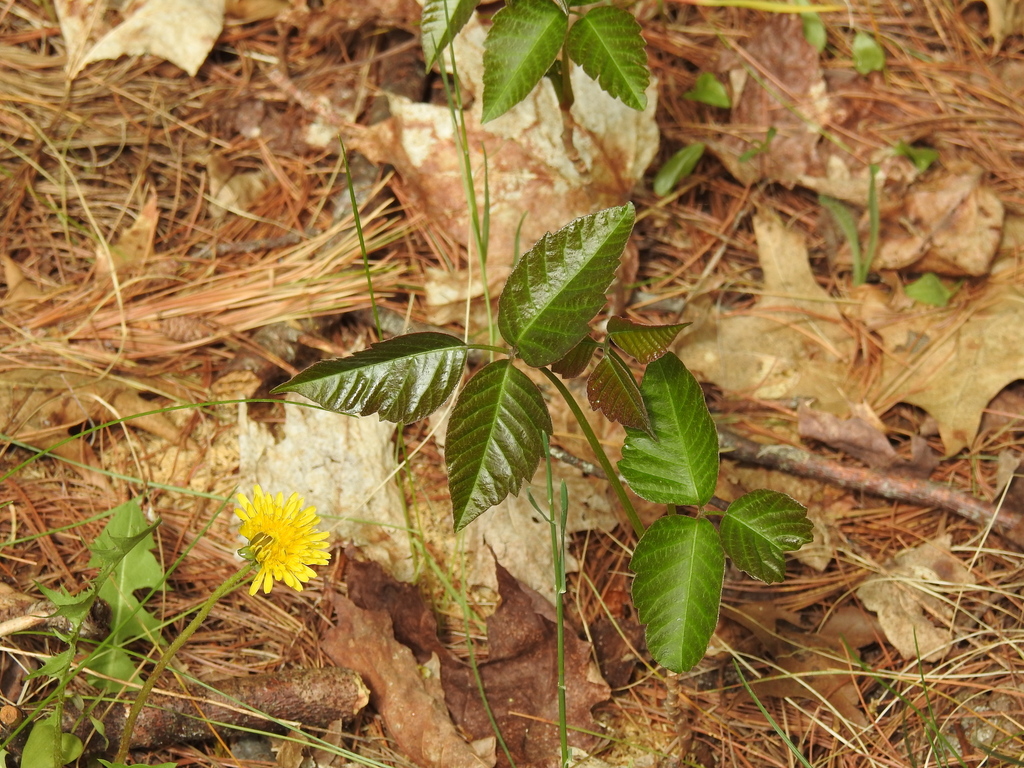 Toxicodendron rydbergii (Anacardiaceae)