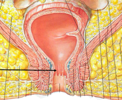 <p>small longitudinal folds in the anal canal</p>
