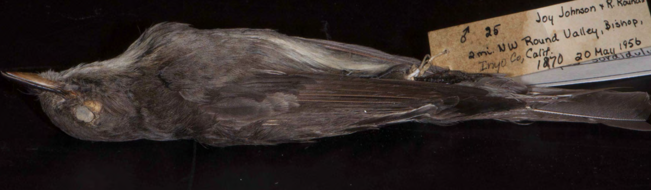<p>Tyrannidae (tyrant flycatchers)</p>
