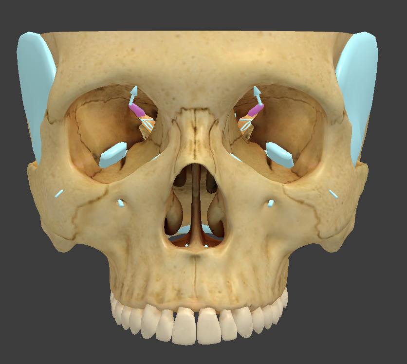 <p>bone/structure highlighted in pink</p>