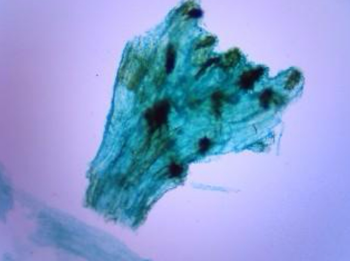 <p>An organism also known as horsetail.</p>