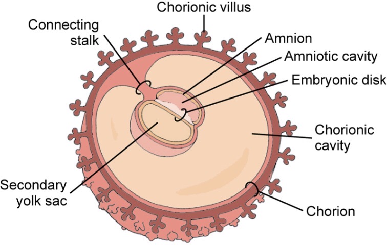 <p>Second yolk sac forms between the amnion and chorion; an embryonic disk lies between the secondary yolk sac and amnion  (called “double bleb sign”)</p><p>Initiation of placental development, develops alimentary canal (GI tract), neuroplate develops into neurotube (beginning of brain/spinal cord development), fetal lungs beginning development</p>