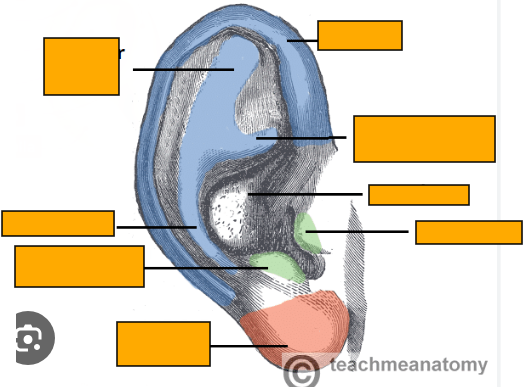 <p>Label this image </p>