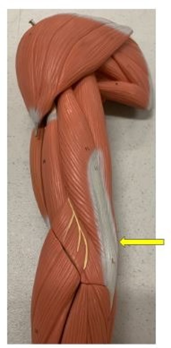 <p>O: posterior shaft of humerus</p>