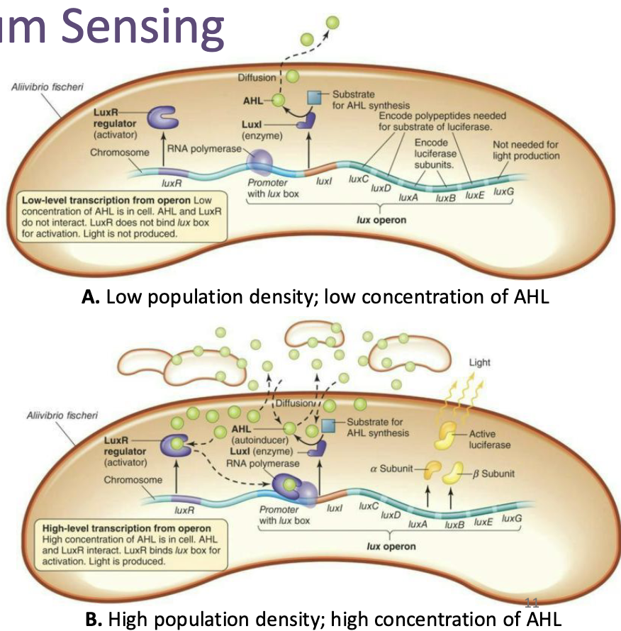 <ul><li><p>Gene expression is dependent upon cell density</p></li><li><p>At<strong><em> low density,</em></strong> transcriptional regulation by quorum sensing involves the production of small amounts of AHL by enzyme Luxl encoded by the <em>luxl</em> gene</p></li><li><p>At <strong><em>high cell density,</em></strong> the concentration of AHL increases, and they can bind the LuxR transcriptional activator protein encoded by <em>luxR</em></p></li><li><p>This results in increased affinity of the transcriptional activator protein for the lux box and increased transcription of the lux operon (positive feedback)</p></li></ul><p></p>
