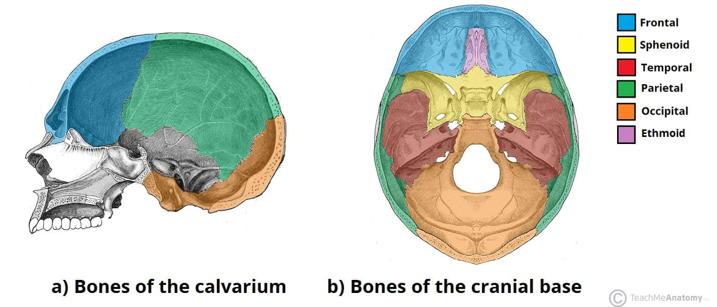 <ul><li><p>Frontal bone</p></li><li><p>Parietal bones</p></li><li><p>Occipital bone</p></li></ul><p></p>
