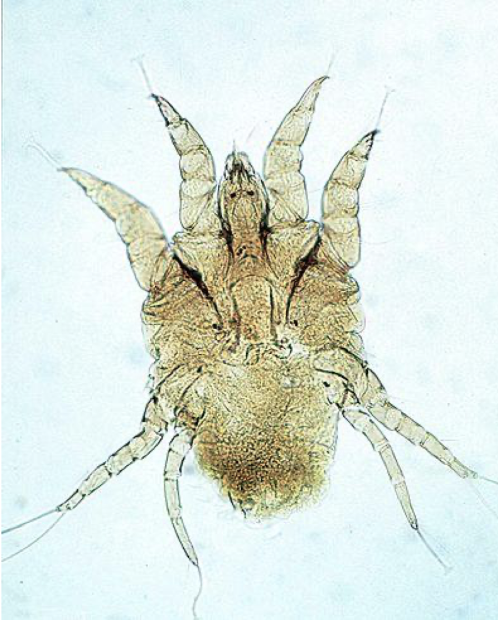 <ul><li><p>name</p></li><li><p>host</p></li><li><p>infection site</p></li><li><p>diseases transmitted</p></li></ul><p></p>