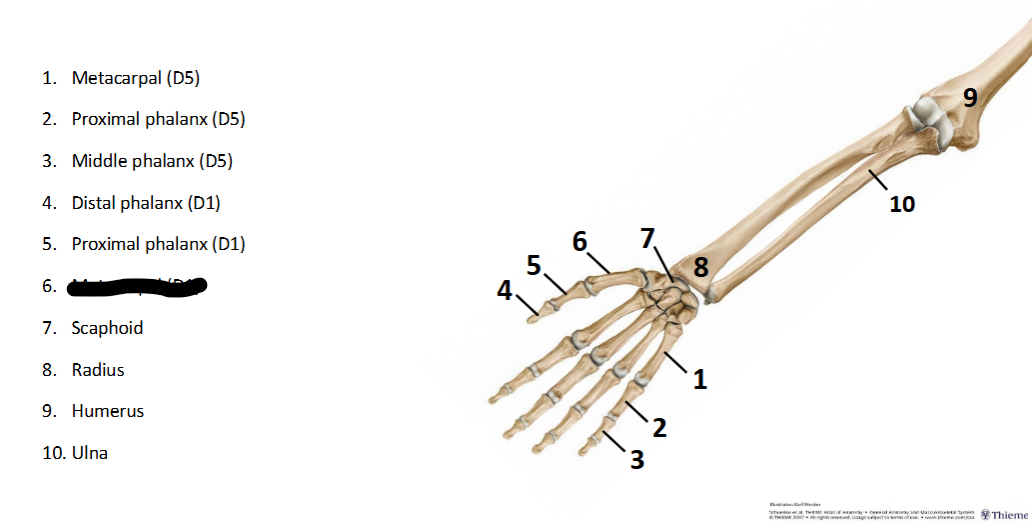 <p>What sturcture is this within the <strong>Upper-Appendicular?</strong></p>