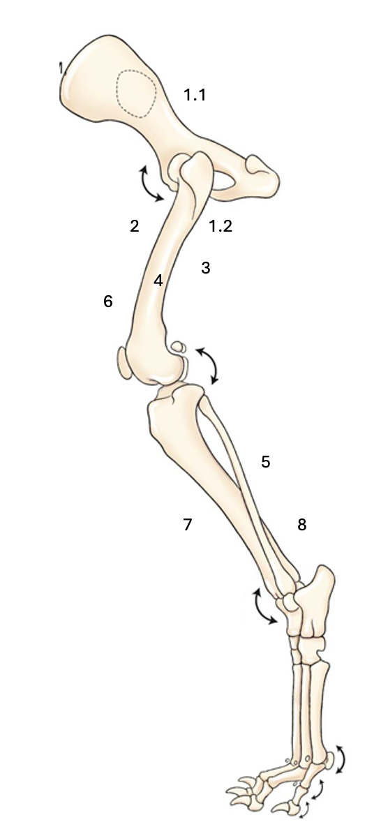 <p>Name the labelled muscles</p>