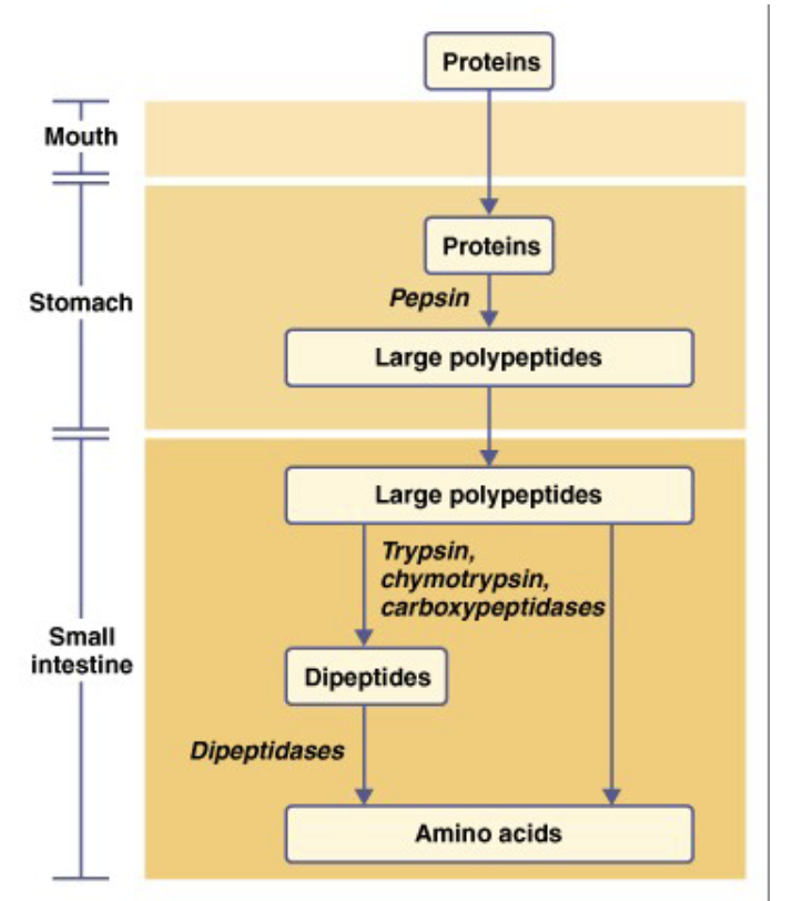 <p>enzymes for digestion</p>