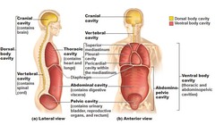 <p>Thoracic Cavity- is above the diaphragm and contains the lungs and the mediastinum, which separates the cavity into right and left compartment. The heart, trachea, esophagus, and thymus gland lie within the mediastinum.</p><p>Abdominopelvic cavity- extends below the diaphragm to the pelvic floor, contains the upper abdominal cavity and the lower pelvic cavity. The organs within the abdominal cavity include the stomach, liver, gallbladder, spleen, kidneys, pancreas, intestines. The pelvic cavity, encased in the pelvic bones, contains the internal reproductive organs, the bladder, and the distal part of the colon.</p>