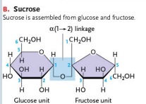 <p>Linkage of the Alpha-Glucose and Fructose<br>a(1→2) linkage</p>