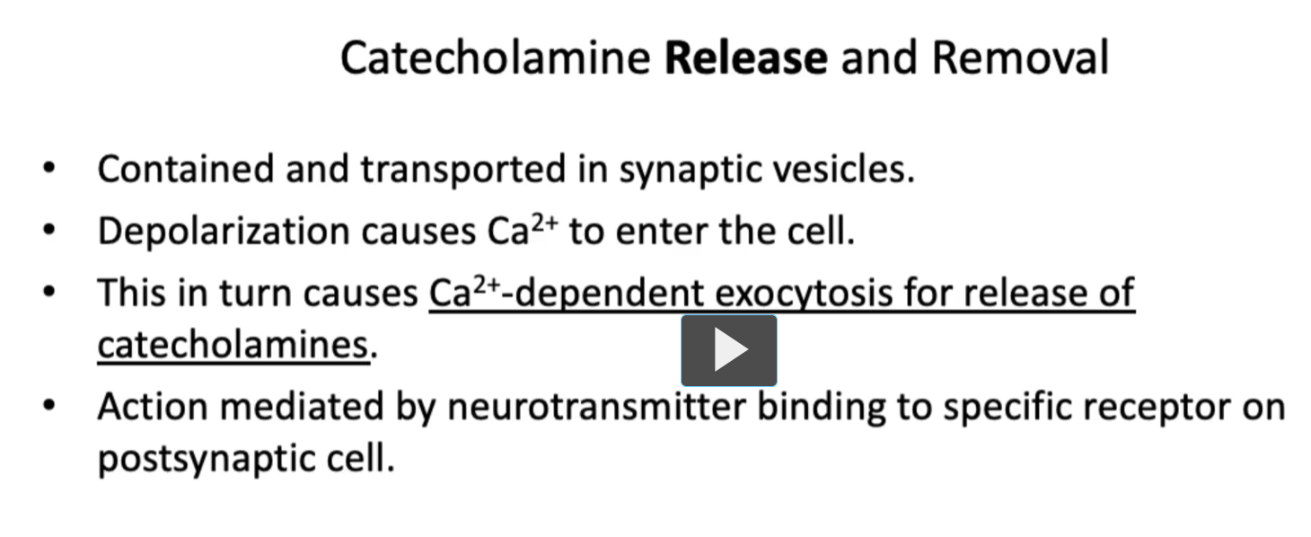 <p><u>Catecholamine Release and Removal</u></p><p>• Once synthesized, catecholamines are stored, contained, transported in <strong>synaptic vesicles</strong>.<br>• <strong>Depolarization causes</strong> <strong>Ca²⁺ to enter the cell.</strong><br>• This in turn causes<u> Ca²⁺-dependent exocytosis for release of catecholamines</u>.<br>• Action mediated by neurotransmitter binding to specific receptor on postsynaptic cell.</p>