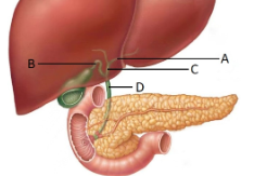 <p><span style="line-height: 17.375px;">Which letter correctly identifies the common bile duct?&nbsp;</span></p>