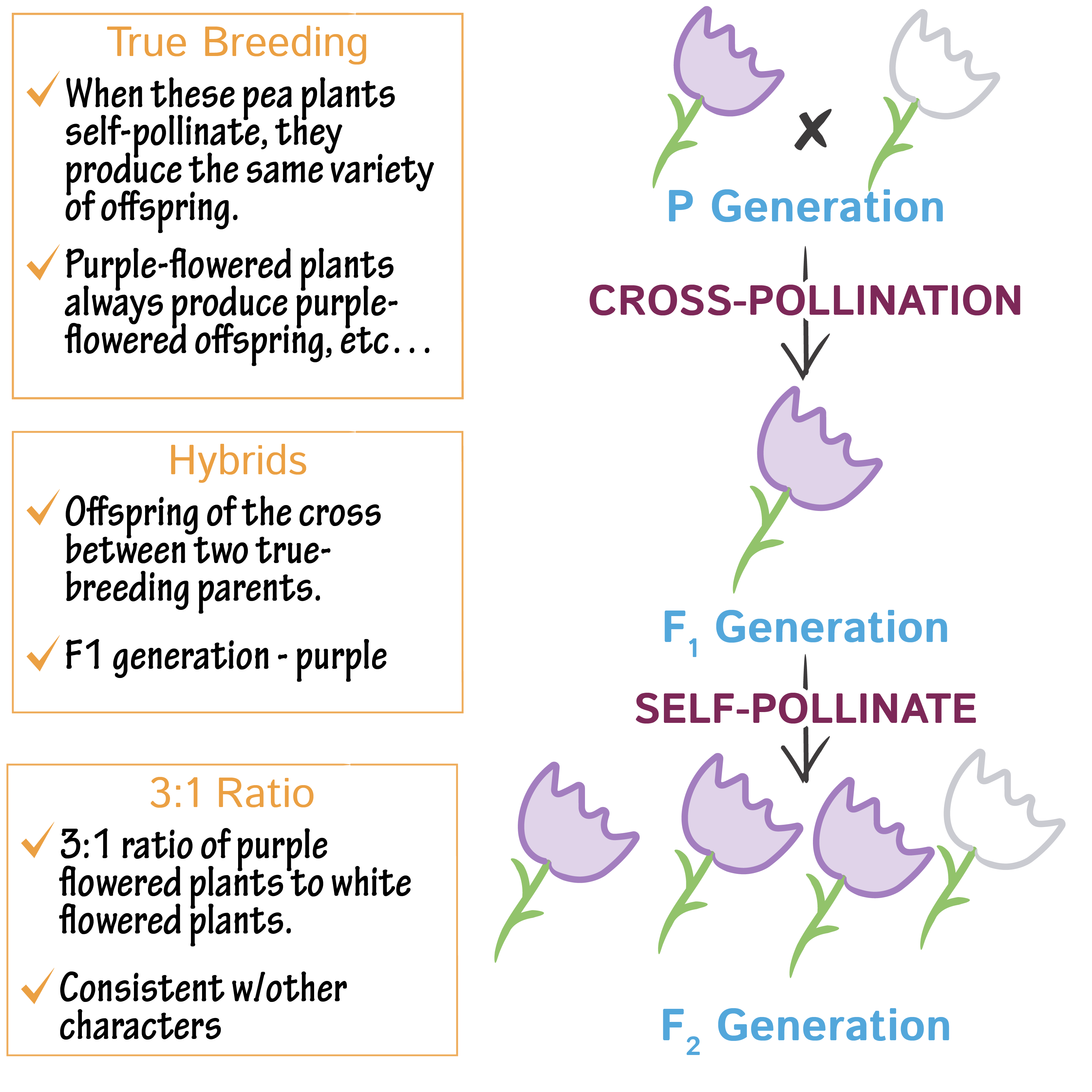 <p>True breeding: Individuals homozygous for a trait</p><p>Hybrid: Individuals heterozygous for the trait</p><p>&nbsp;</p><p></p>