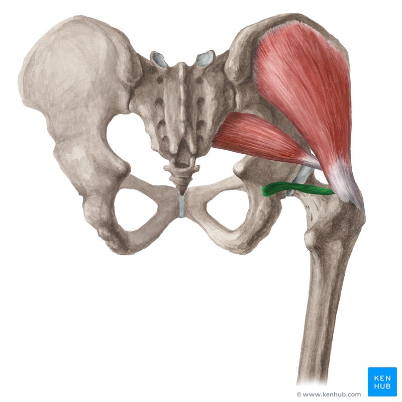 <p>Deep Hip External Rotators</p>