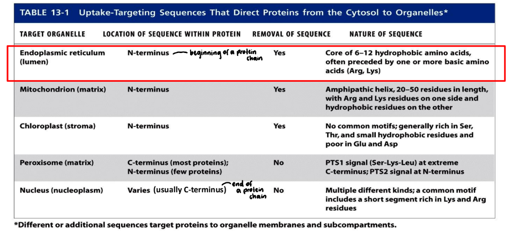 <p>ER signal sequence = hydrophobic amino acids </p><ul><li><p>N-terminal signal sequence </p></li><li><p>Sometimes label = internal for membrane proteins (hydrophobic) </p></li><li><p>Necessary &amp; sufficient for ER membrane targeting </p><ul><li><p>Only need sequence → ER membrane</p></li></ul></li><li><p>Co-translational translocation across ER membrane = protein transported to ER as protein = translated </p></li><li><p>Signal peptidase = cleaves ER signal sequence after targeting </p><ul><li><p><u>Signal ≠ found in mature protein</u></p></li></ul></li><li><p>Protein = folds in lumen w/ chaperones + other molecules </p></li><li><p>Protein = free → soluble in ER lumen OR bound to ER membrane</p></li></ul><p></p>