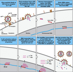<p>1. virus released via budding from cell membrane</p><p>2. animal cells only</p><p>3. produces more virus</p><p>4. gets an envelope to protect against immune system and interact with new host cells</p><p>virus is smart</p>