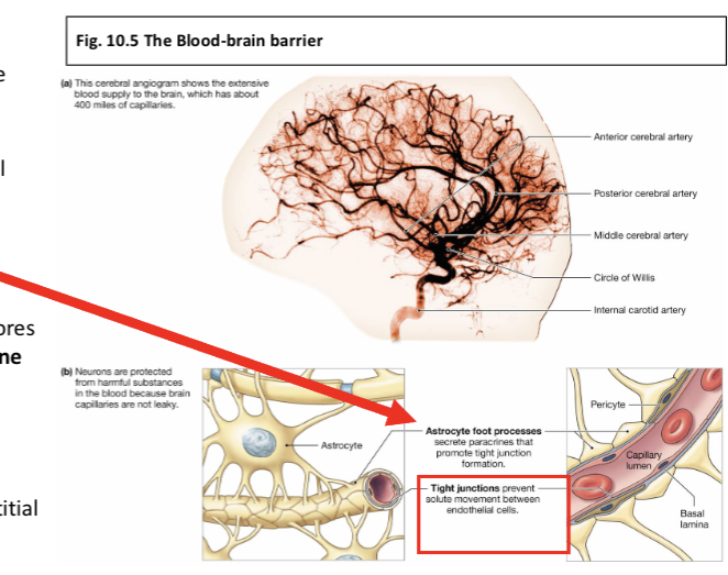 <p>Describe the blood-brain barrier.</p>