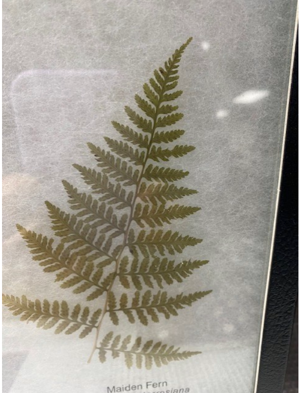 <p>What is a frond?</p>