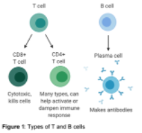 <p><span style="background-color: white; font-family: "Helvetica Neue";">help other immune cells or kill infected cells to fight intracellular threats like viruses hiding inside your cells</span></p><p></p>