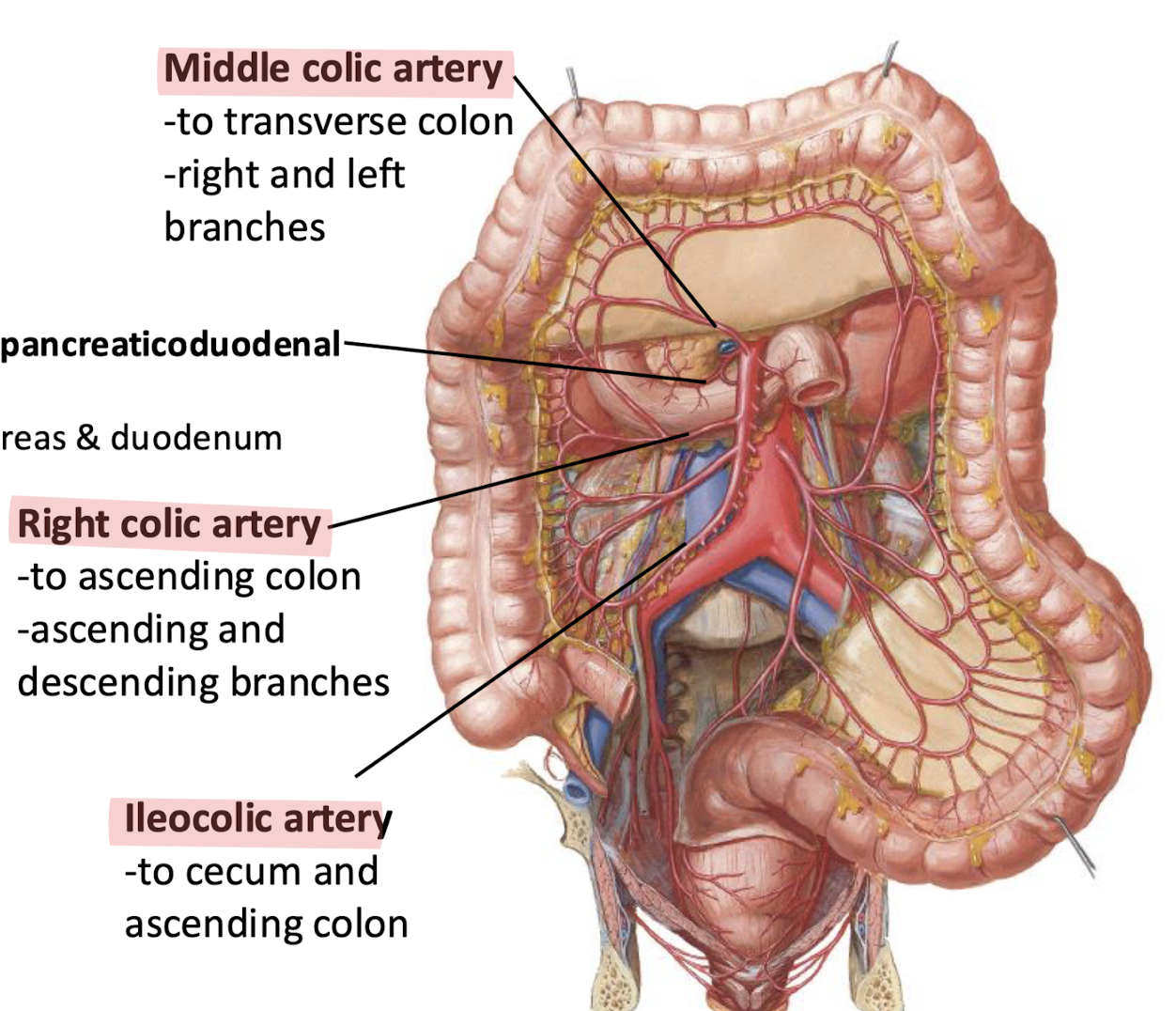<p>(not picture: intestinal aa)</p>