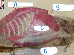 <p>A</p>