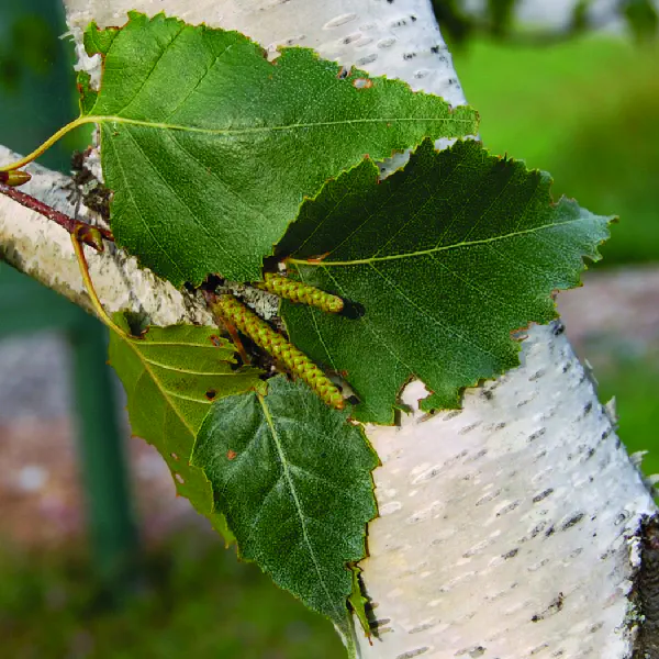 <p>Paper birch/American White Birch/Canoe Birch - Native to North America </p><ul><li><p>Thin white bark </p></li><li><p>Peels in paper-like layers from the trunk </p></li><li><p>One of the first species to colonize burned area within the northern latitudes </p></li><li><p>66ft tall </p></li><li><p>30in in diameter </p></li><li><p>Usually single trunk - sometimes can develop multiple trunks close to the ground </p></li><li><p>Typically short lived </p></li><li><p>Stark white bark with fine horizontal strips</p></li><li><p></p></li></ul><p></p>