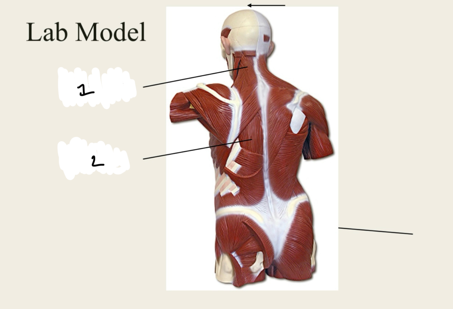 <p>1.XX</p><p>2.XX</p>