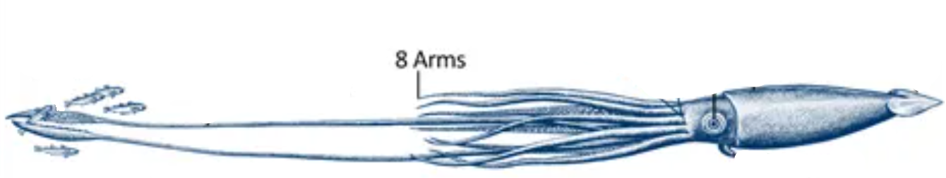 <p>What does an arm do for Cephalopoda? </p>