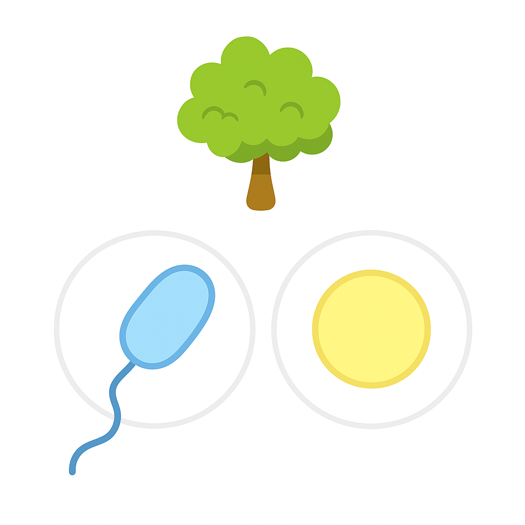 <p>The stage in a moss life cycle that produces sperm and egg cells.</p>